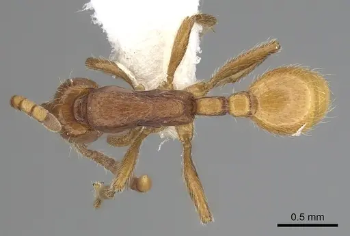 Neivamyrmex opacithorax - CASENT0249497