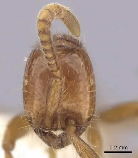 Neivamyrmex opacithorax - CASENT0249497