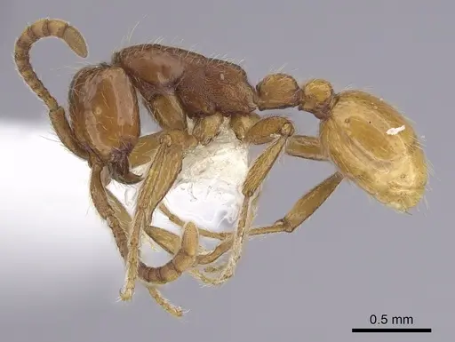 Neivamyrmex opacithorax - CASENT0249497