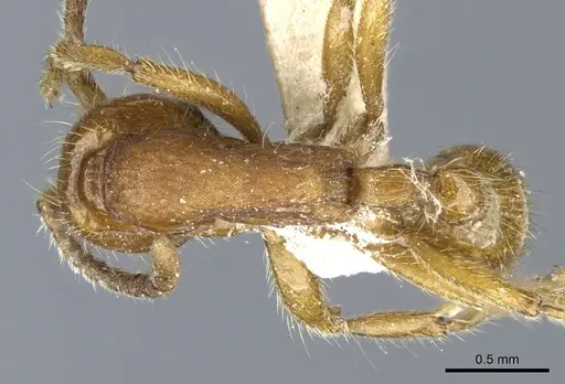 Neivamyrmex opacithorax - CASENT0903735