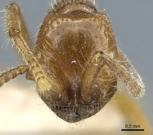 Neivamyrmex opacithorax - CASENT0903735