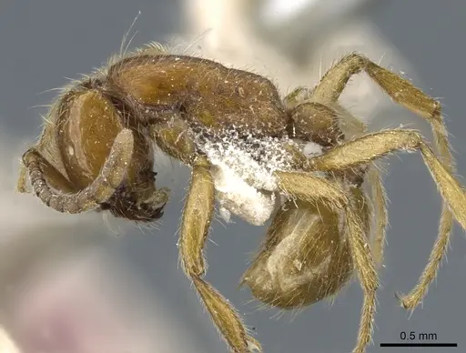 Neivamyrmex opacithorax - CASENT0903735