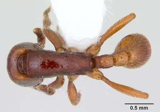Neivamyrmex orthonotus specimen