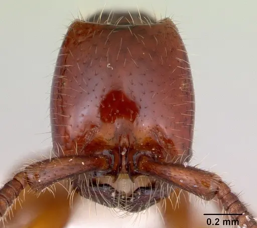 Neivamyrmex orthonotus specimen