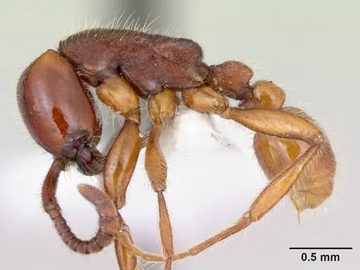 Neivamyrmex orthonotus specimen