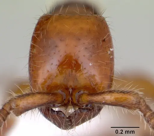 Neivamyrmex orthonotus - CASENT0173528