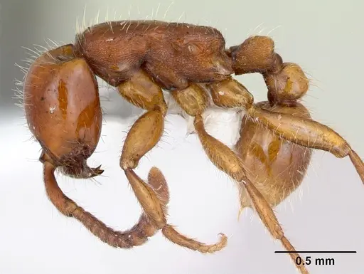 Neivamyrmex orthonotus - CASENT0173528