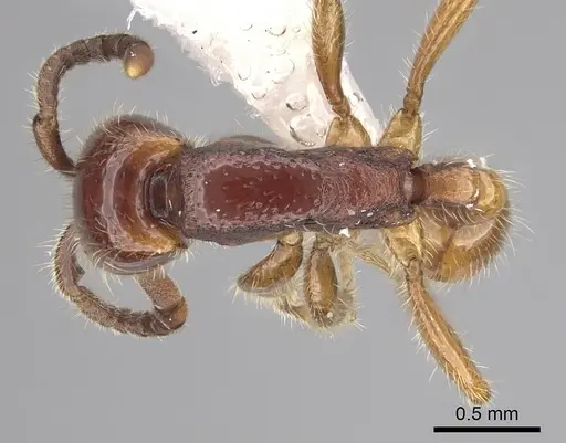 Neivamyrmex orthonotus - CASENT0249498