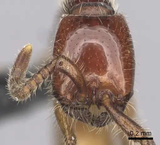 Neivamyrmex orthonotus - CASENT0249498