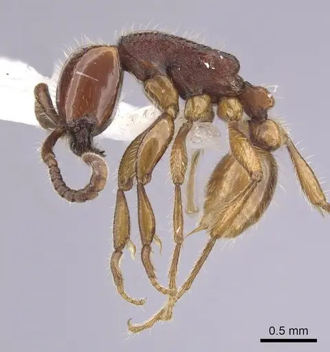 Neivamyrmex orthonotus - CASENT0249498