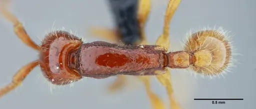 Neivamyrmex orthonotus - UFV-LABECOL-003502