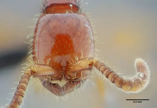 Neivamyrmex orthonotus - UFV-LABECOL-003502