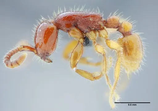 Neivamyrmex orthonotus - UFV-LABECOL-003502