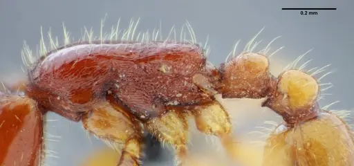 Neivamyrmex orthonotus - UFV-LABECOL-003502