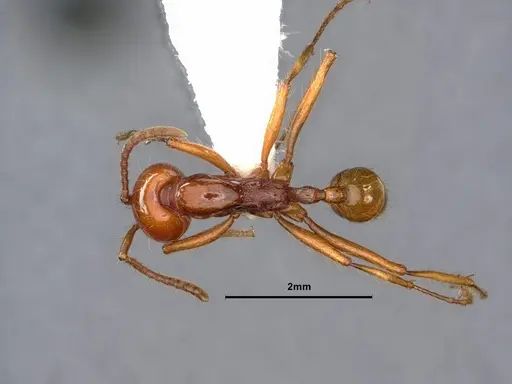 Neivamyrmex pacificus specimen