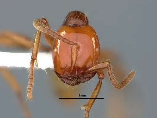 Neivamyrmex pacificus specimen