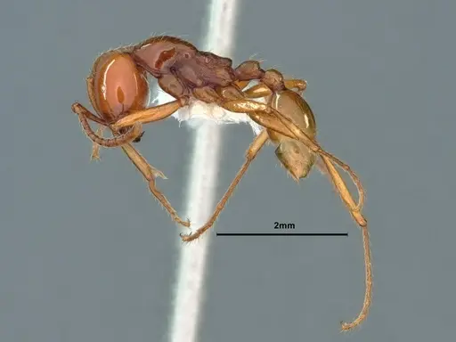 Neivamyrmex pacificus specimen