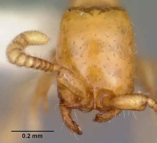 Neivamyrmex pauxillus specimen