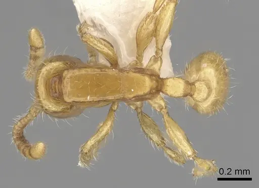 Neivamyrmex pauxillus - CASENT0249499