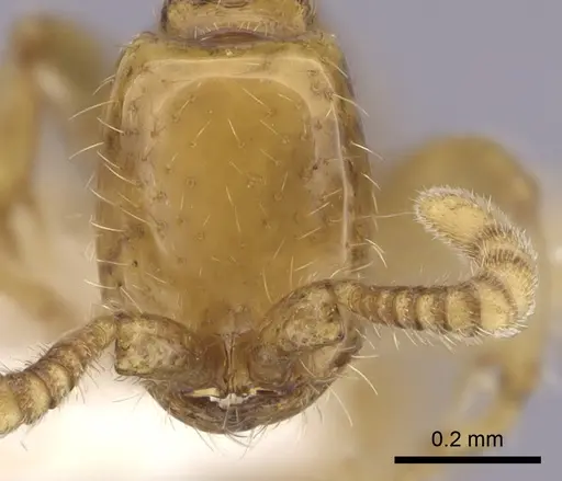 Neivamyrmex pauxillus - CASENT0249499