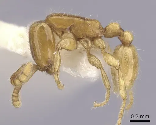 Neivamyrmex pauxillus - CASENT0249499