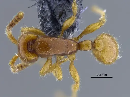 Neivamyrmex pauxillus - CBUMAGENT41753