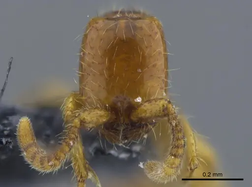 Neivamyrmex pauxillus - CBUMAGENT41753