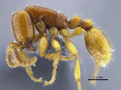 Neivamyrmex pauxillus - CBUMAGENT41753