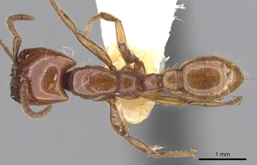 Neivamyrmex pertii specimen