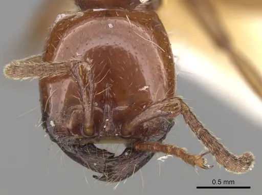 Neivamyrmex pertii specimen