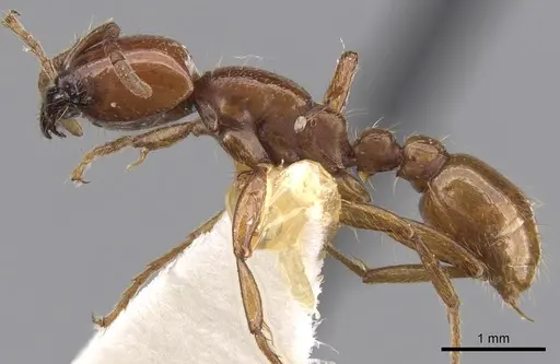 Neivamyrmex pertii specimen