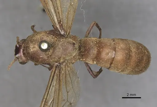 Neivamyrmex pertii - CASENT0901960