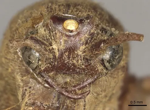 Neivamyrmex pertii - CASENT0901960