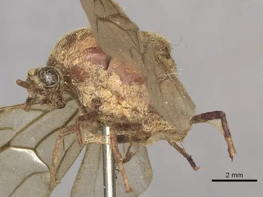 Neivamyrmex pertii - CASENT0901960