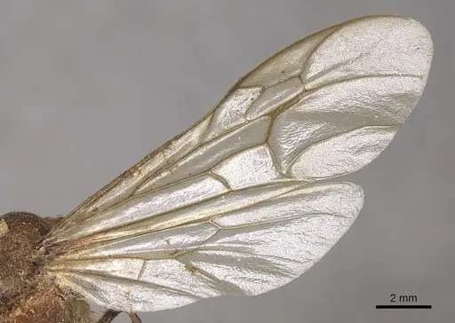 Neivamyrmex pertii - CASENT0901960