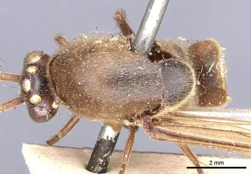 Neivamyrmex pertii - CASENT0902646