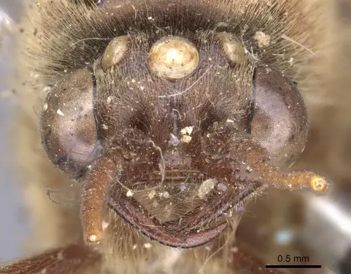 Neivamyrmex pertii - CASENT0902646