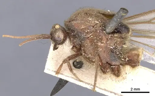 Neivamyrmex pertii - CASENT0902646