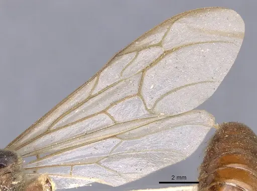 Neivamyrmex pertii - CASENT0902646