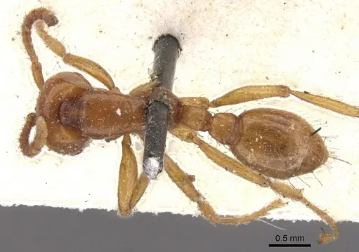 Neivamyrmex pertii - CASENT0902647