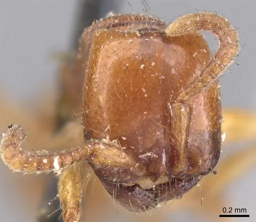 Neivamyrmex pertii - CASENT0902647