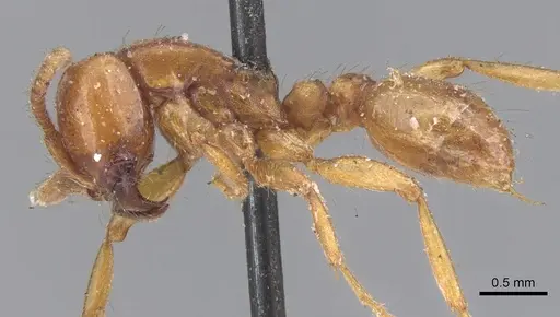 Neivamyrmex pertii - CASENT0902647