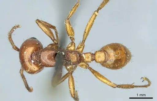 Neivamyrmex pertii - CASENT0915860