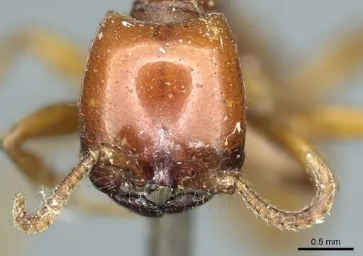 Neivamyrmex pertii - CASENT0915860