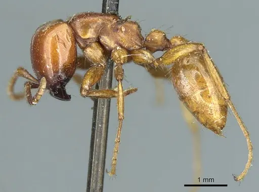 Neivamyrmex pertii - CASENT0915860