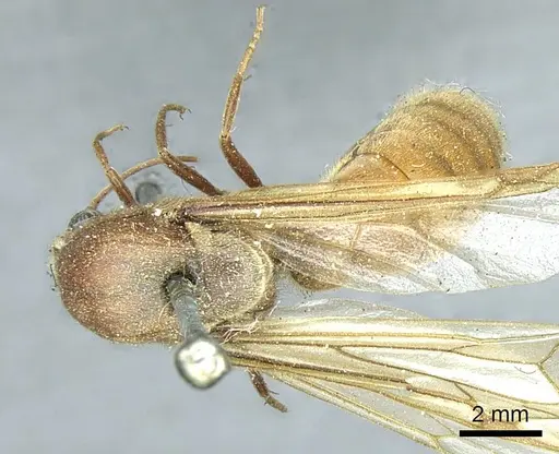 Neivamyrmex pertii - CASENT0915861