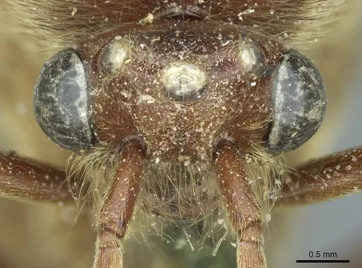 Neivamyrmex pertii - CASENT0915861