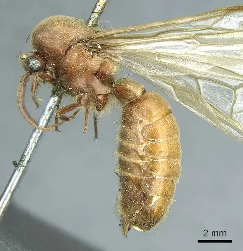 Neivamyrmex pertii - CASENT0915861