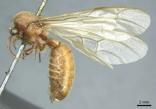 Neivamyrmex pertii - CASENT0915861