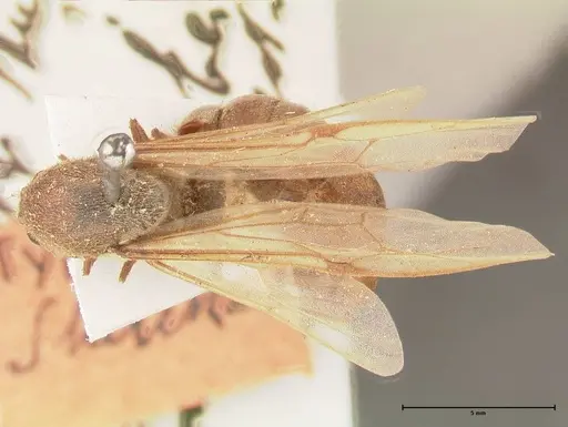 Neivamyrmex pertii - FOCOL0677